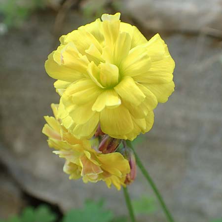 Oxalis pes-caprae / Bermuda Buttercup, Samos Agios Konstantinos 14.4.2017