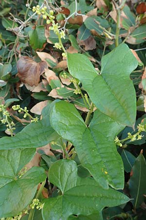 Dioscorea communis \ Schmerwurz, Samos Potami 15.4.2017