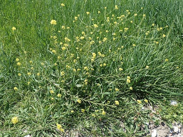 Sinapis arvensis \ Acker-Senf / Field Mustard, Charlock, Samos Mykali 19.4.2017