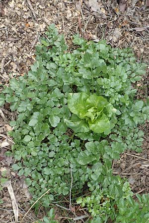 Smyrnium olusatrum \ Gespenst-Gelbdolde, Pferde-Eppich / Alexanders, Samos Mt. Ambelos 12.4.2017