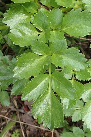 Smyrnium olusatrum \ Gespenst-Gelbdolde, Pferde-Eppich / Alexanders, Samos Mt. Ambelos 12.4.2017