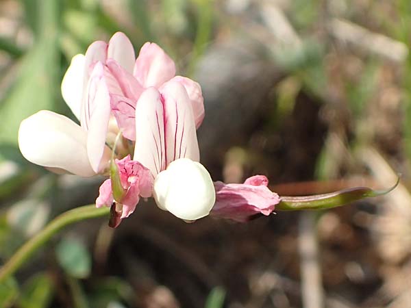 Securigera parviflora \ Kleinbltige Beilwicke, Samos Psili Ammos 16.4.2017