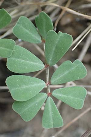 Securigera parviflora \ Kleinbltige Beilwicke, Samos Spatharei 17.4.2017