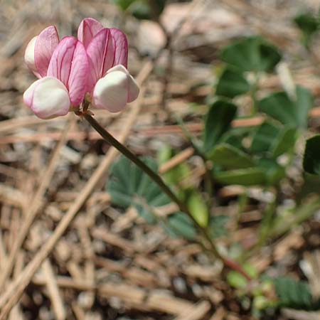 Securigera parviflora \ Kleinbltige Beilwicke, Samos Kallithea 18.4.2017