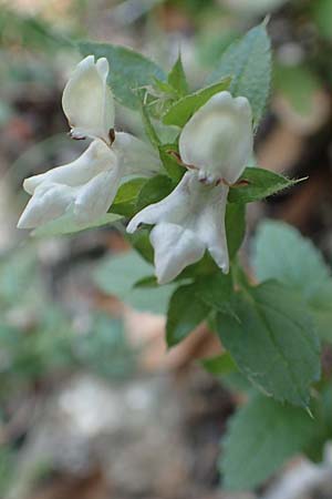 Stachys spinulosa / Spiny Woundwort, Samos Potami 15.4.2017