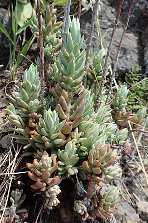 Sedum sediforme \ Nizza-Mauerpfeffer / Pale Stonecrop, Samos Kallithea 18.4.2017