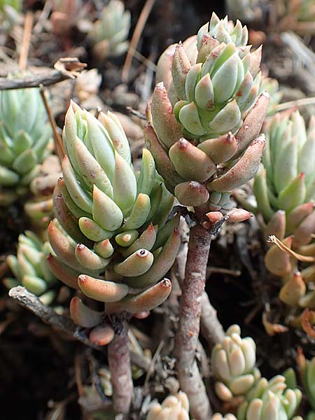 Sedum sediforme \ Nizza-Mauerpfeffer / Pale Stonecrop, Samos Kallithea 18.4.2017