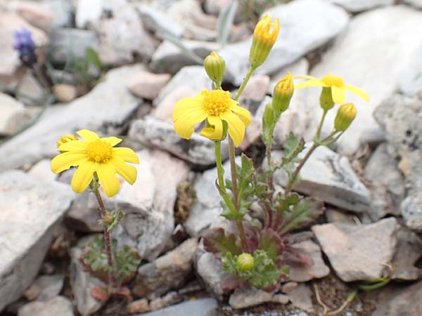 Senecio vernalis \ Frhlings-Greiskraut / Eastern Groundsel, Samos Lazaros in Mt. Ambelos 12.4.2017