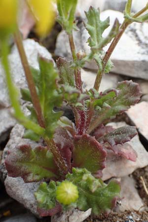 Senecio vernalis \ Frhlings-Greiskraut, Samos Lazaros in Mt. Ambelos 12.4.2017