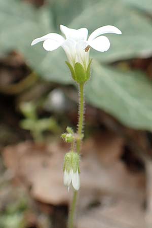 Saxifraga carpetana subsp. graeca \ Carpetana-Steinbrech, Samos Mt. Ambelos 12.4.2017