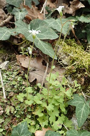 Saxifraga carpetana subsp. graeca \ Carpetana-Steinbrech, Samos Mt. Ambelos 12.4.2017