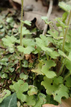 Saxifraga carpetana subsp. graeca \ Carpetana-Steinbrech, Samos Mt. Ambelos 12.4.2017