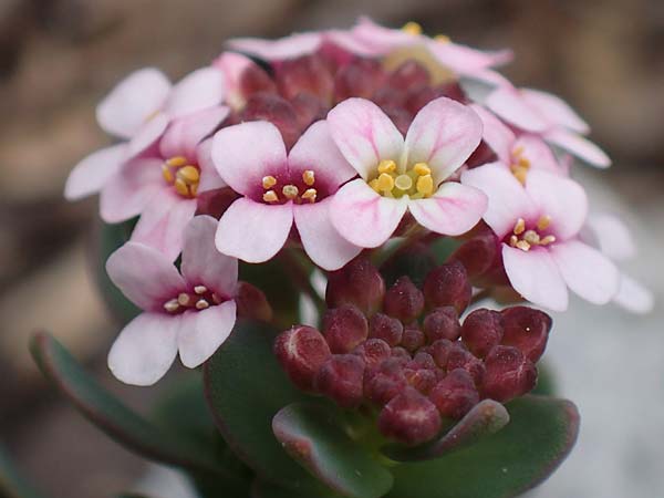 Aethionema saxatile subsp. creticum \ Kretisches Steintschel / Cretan Candytuft, Samos Lazaros in Mt. Ambelos 12.4.2017