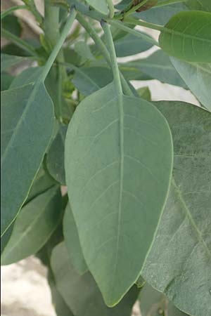 Nicotiana glauca \ Blaugrner Tabak, Baum-Tabak / Tree Tobacco, Samos Myloi 13.4.2017