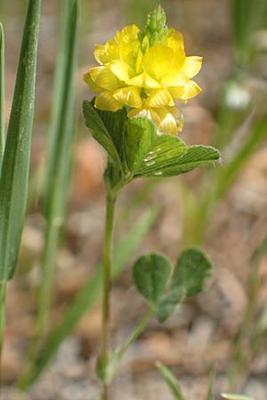 Trifolium campestre / Hop Trefoil, Samos Mourtia - Beach 11.4.2017