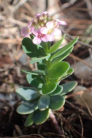 Aethionema saxatile subsp. creticum \ Kretisches Steintschel / Cretan Candytuft, Samos Kallithea 18.4.2017