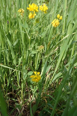 Trigonella balansae \ Balansas Bockshornklee / Balansa's Fenugreek, Samos Chora 10.4.2017