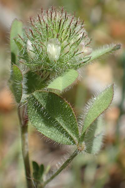 Trifolium lappaceum \ Kletten-Klee / Bur Clover, Burdock Clover, Samos Mourtia - Strand/Beach 11.4.2017