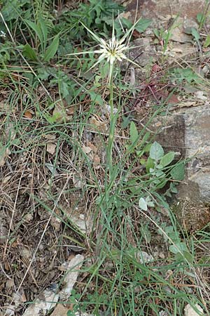 Tragopogon coelesyriacus \ Langschnbeliger Bocksbart, Samos Pyrgos 17.4.2017