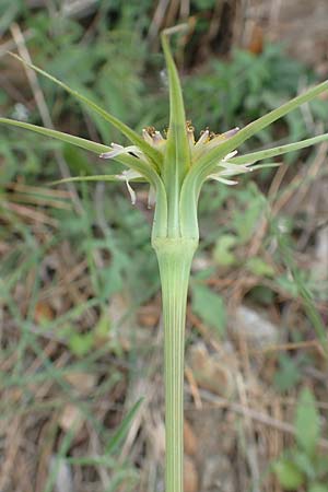 Tragopogon coelesyriacus \ Langschnbeliger Bocksbart, Samos Pyrgos 17.4.2017