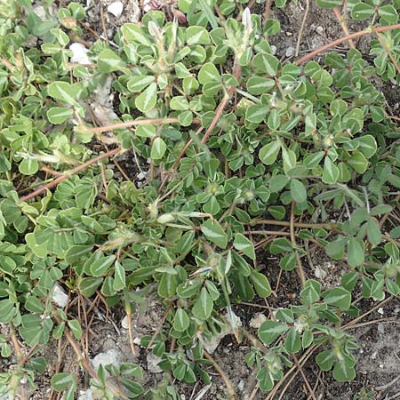 Trifolium uniflorum \ Einbltiger Klee / One-Flowered Clover, Samos Mytilini 10.4.2017