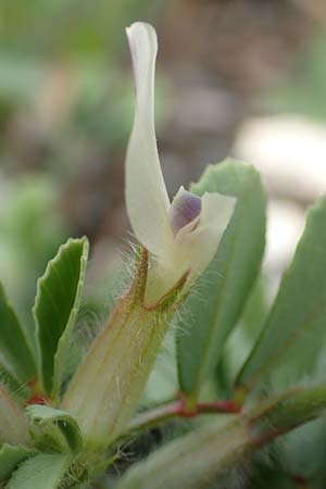 Trifolium uniflorum \ Einbltiger Klee / One-Flowered Clover, Samos Mytilini 10.4.2017