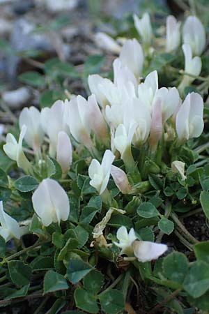 Trifolium uniflorum \ Einbltiger Klee, Samos Potami 15.4.2017