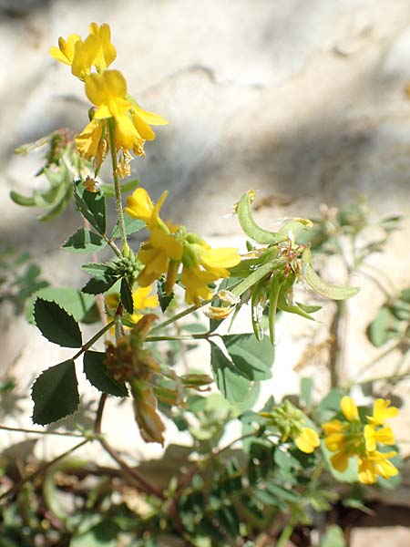 Trigonella balansae \ Balansas Bockshornklee, Samos Pythagorio 13.4.2017