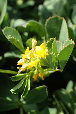 Melilotus messanensis \ Sizilianischer Steinklee, Samos Ireon 13.4.2017