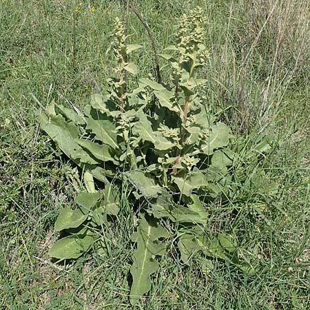 Verbascum glomeratum \ Knuel-Knigskerze, Samos Mykali 19.4.2017