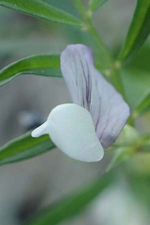 Vicia bithynica \ Bithynische Wicke / Bithynian Vetch, Samos Myloi 13.4.2017