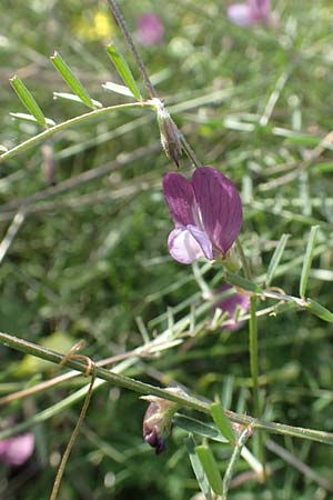 Vicia peregrina \ Fremde Wicke, Samos Psili Ammos 11.4.2017