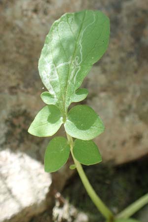 Valeriana dioscoridis \ Dioskorides-Baldrian, Samos Potami 15.4.2017