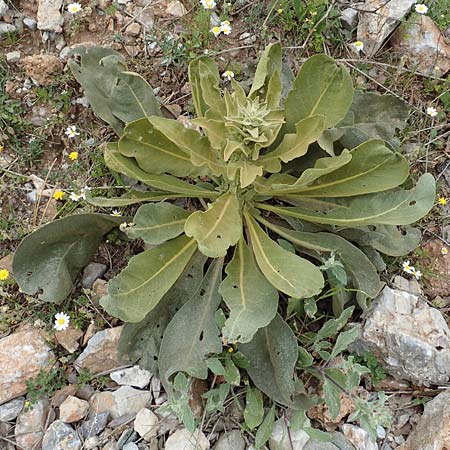 Verbascum glomeratum \ Knuel-Knigskerze, Samos Mt. Ambelos 12.4.2017