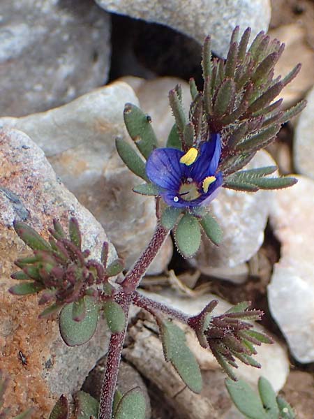 Veronica grisebachii \ Grisebachs Ehrenpreis / Grisebach's Speedwell, Samos Lazaros in Mt. Ambelos 12.4.2017