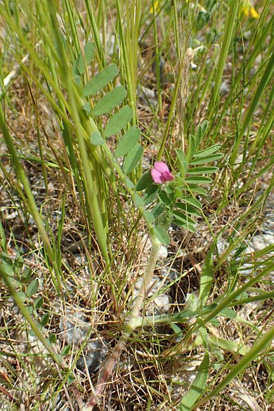 Onobrychis crista-galli \ Hahnenkamm-Esparsette / Cock's-Comb Sainfoin, Samos Pythagorio 13.4.2017