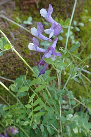 Vicia villosa subsp. microphylla ? \ Kleinblttige Wicke, Samos Potami 15.4.2017