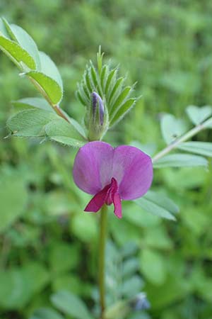 Vicia sativa var. sativa \ Saat-Wicke, Echte Futter-Wicke, Samos Ambelos 14.4.2017