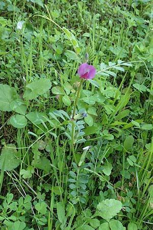 Vicia sativa var. sativa \ Saat-Wicke, Echte Futter-Wicke, Samos Ambelos 14.4.2017