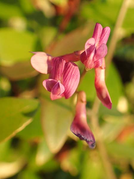 Vicia cretica \ Kretische Wicke, Samos Potami 15.4.2017