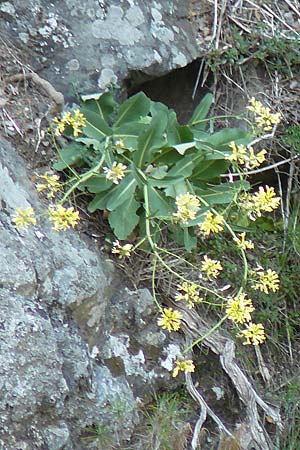 Brassica cretica \ Kretischer Kohl / Cretan Cabbage, Samos Ambelos 14.4.2017