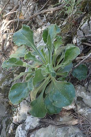 Silene gigantea \ Riesen-Leimkraut, Samos Potami 15.4.2017