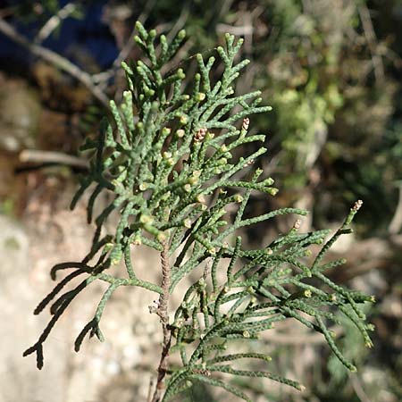 Cupressus sempervirens var. horizontalis / Mediterranean Cypress, Samos Potami 15.4.2017