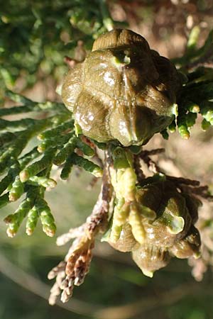 Cupressus sempervirens var. horizontalis / Mediterranean Cypress, Samos Potami 15.4.2017