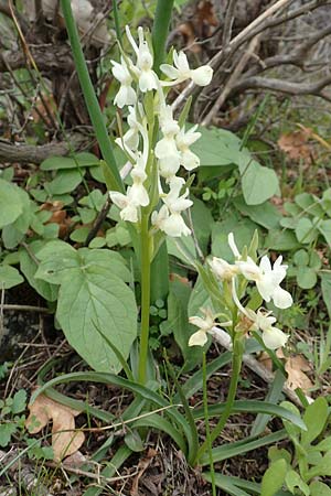 Dactylorhiza romana \ Römische Fingerwurz / Roman Orchid, Samos,  Mt.Ambelos 12.4.2017 