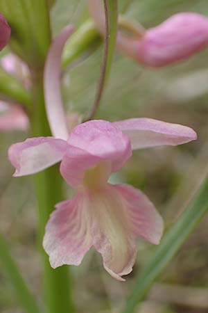 Dactylorhiza romana / Roman Orchid, Samos,  Mt.Ambelos 12.4.2017 