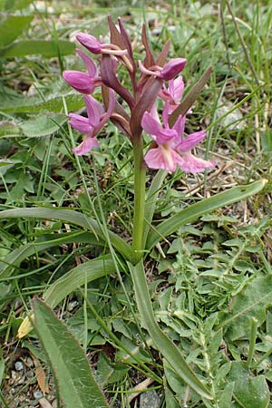 Dactylorhiza romana \ Römische Fingerwurz, Samos,  Mt.Ambelos 12.4.2017 