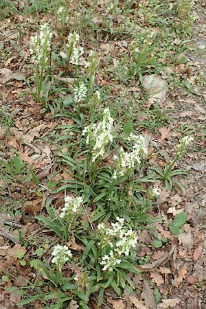 Dactylorhiza romana \ Römische Fingerwurz / Roman Orchid, Samos,  Spatharei 17.4.2017 