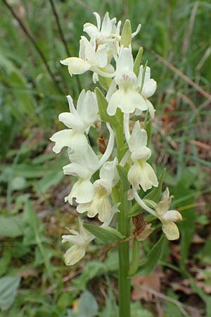 Dactylorhiza romana \ Römische Fingerwurz / Roman Orchid, Samos,  Spatharei 17.4.2017 