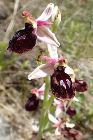 Ophrys ferrum-equinum / Horseshoe Orchid, Samos,  Paleokastro 11.4.2017 